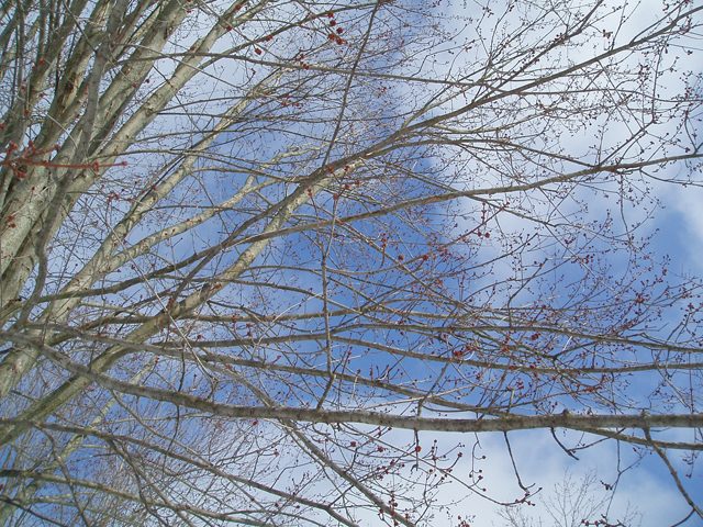 Acer saccharinum (Silver maple) #35304