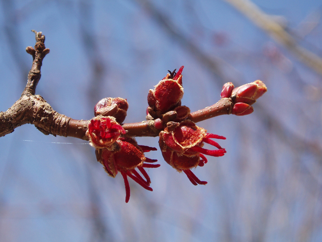 Acer saccharinum (Silver maple) #35306