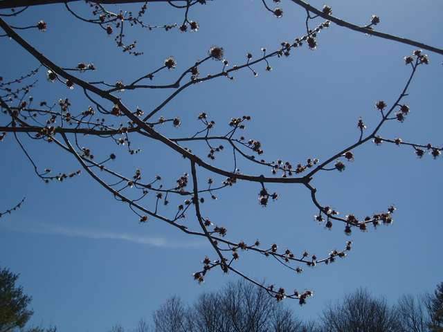 Acer saccharinum (Silver maple) #35307