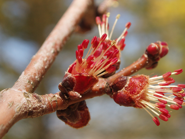 Acer saccharinum (Silver maple) #35309