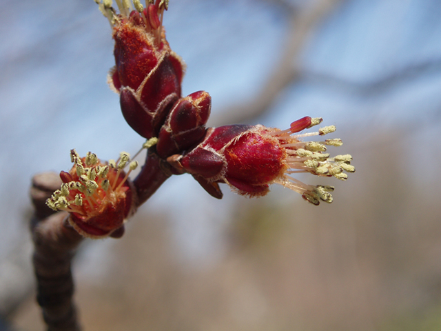 Acer saccharinum (Silver maple) #35315