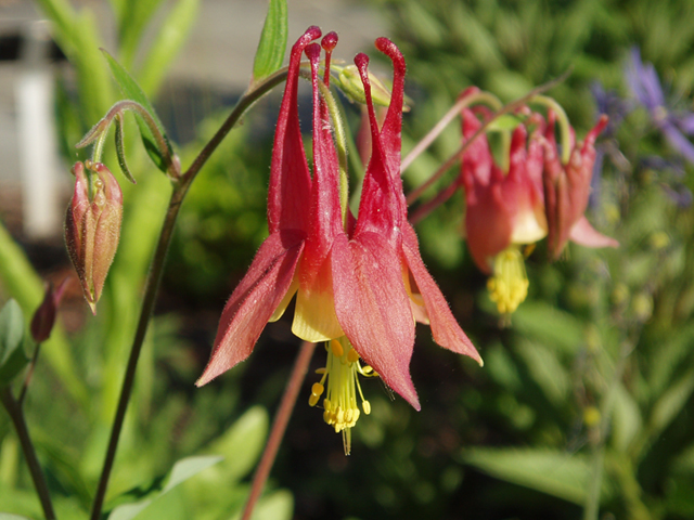 Aquilegia canadensis (Eastern red columbine) #35325