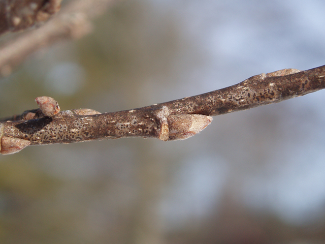 Celtis occidentalis (Common hackberry) #35352