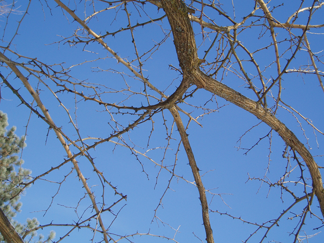 Maclura pomifera (Osage orange) #35397