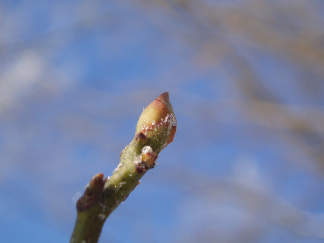 Sassafras albidum (Sassafras) #35423