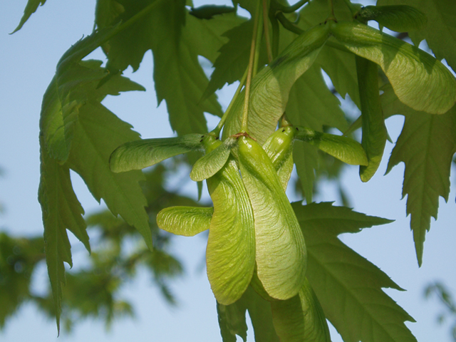 Acer saccharinum (Silver maple) #35467