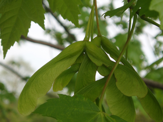 Acer saccharinum (Silver maple) #35470