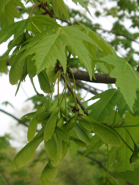 Acer saccharinum (Silver maple) #35471