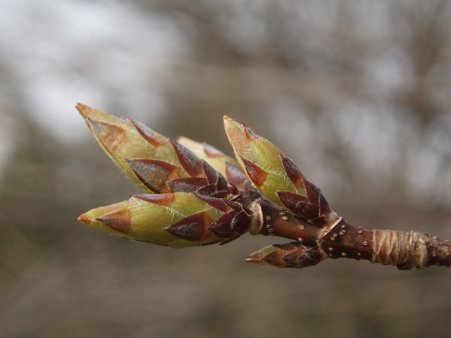 Acer saccharum (Sugar maple) #35473