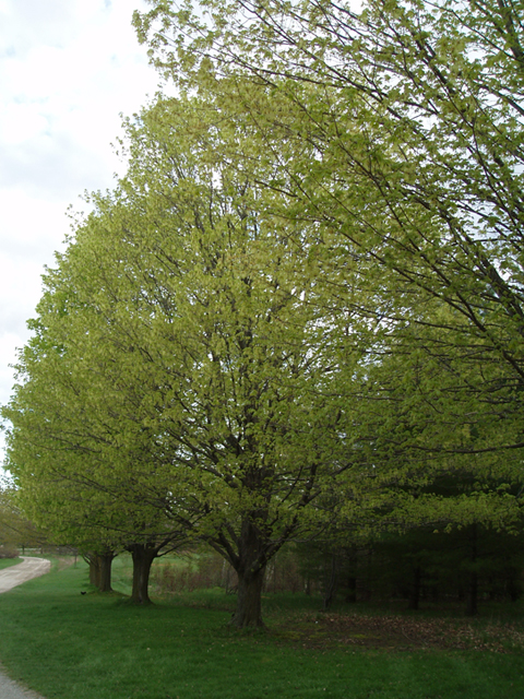 Acer saccharum (Sugar maple) #35485