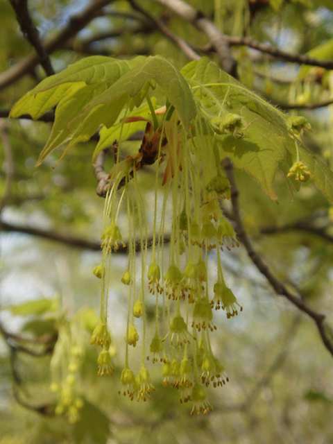 Acer saccharum (Sugar maple) #35487