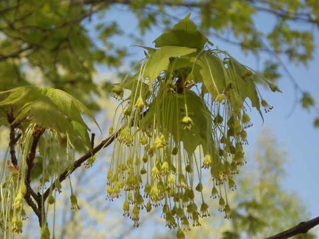 Acer saccharum (Sugar maple) #35488