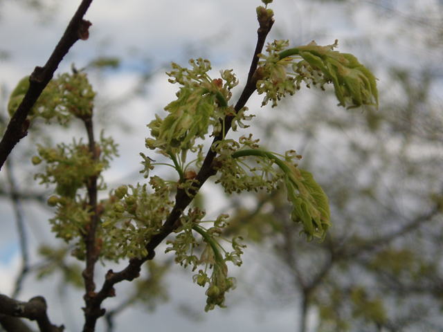 Celtis occidentalis (Common hackberry) #35561