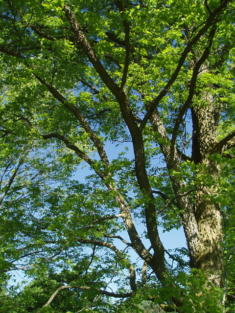 Celtis occidentalis (Common hackberry) #35577