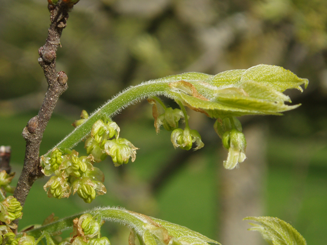 Celtis tenuifolia (Dwarf hackberry) #35583