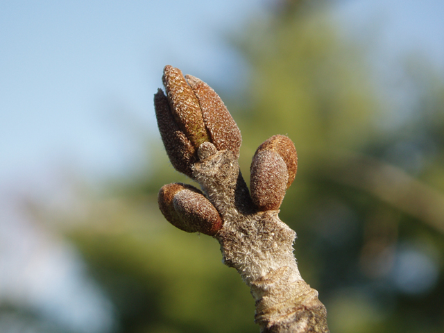 Fraxinus pennsylvanica (Green ash) #35650