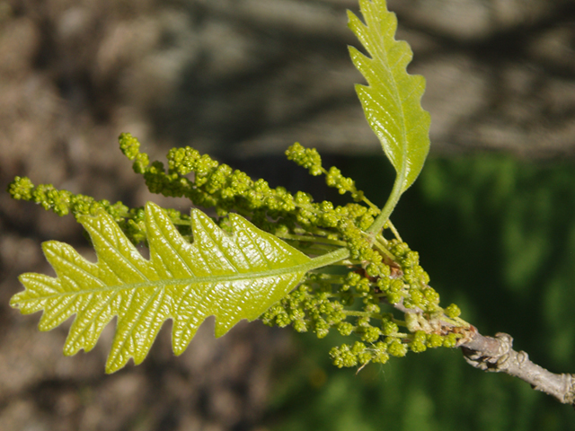 Quercus macrocarpa (Bur oak) #35736