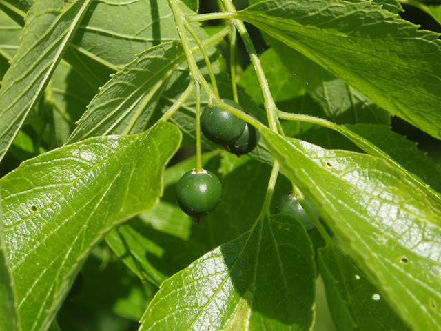 Celtis occidentalis (Common hackberry) #37236