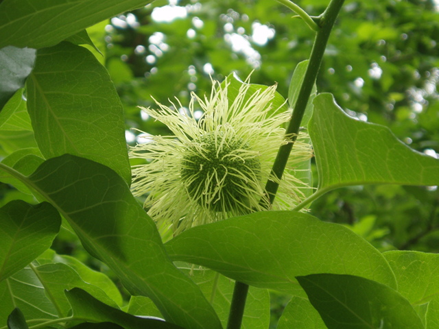 Maclura pomifera (Osage orange) #37311