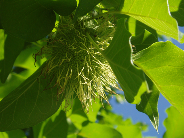 Maclura pomifera (Osage orange) #37312