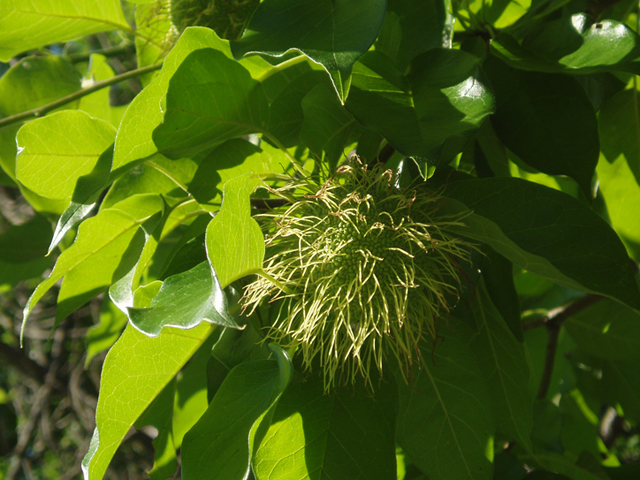 Maclura pomifera (Osage orange) #37314