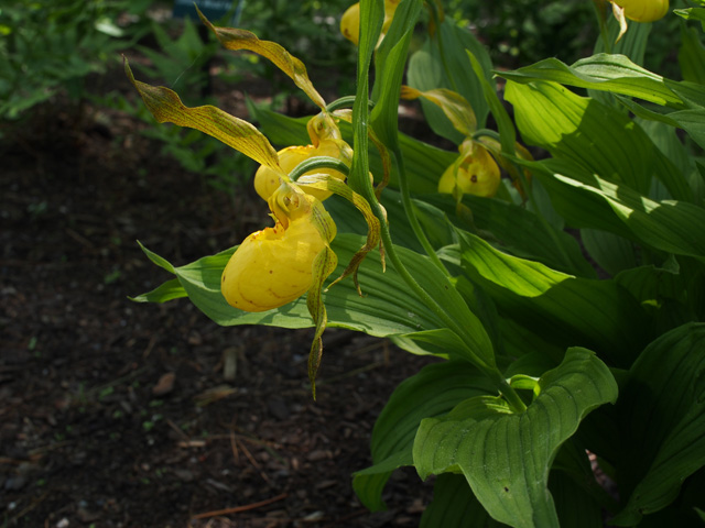 Cypripedium parviflorum var. pubescens (Greater yellow lady's slipper) #58887