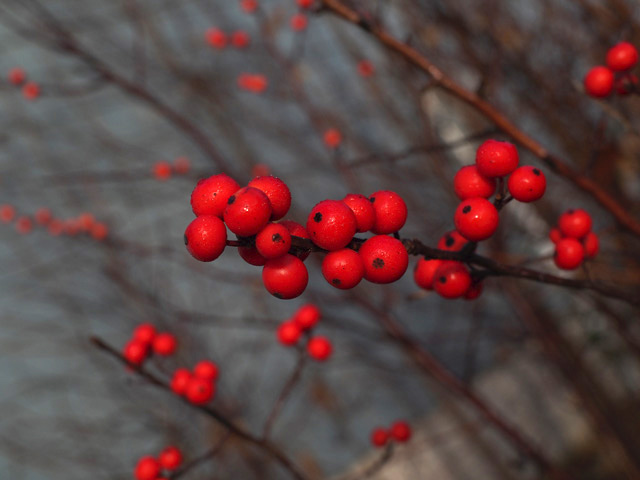 Ilex verticillata (Common winterberry) #58906