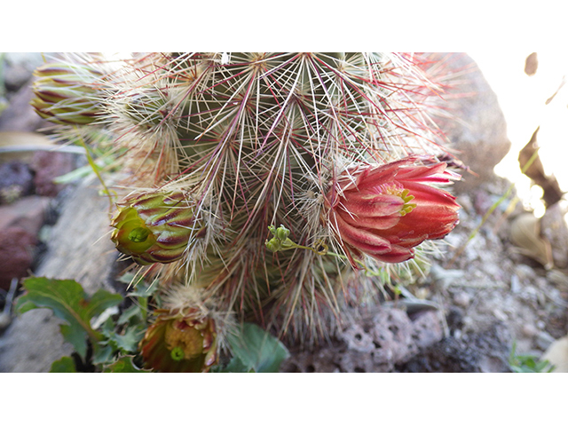Echinocereus viridiflorus (Nylon hedgehog cactus) #76447
