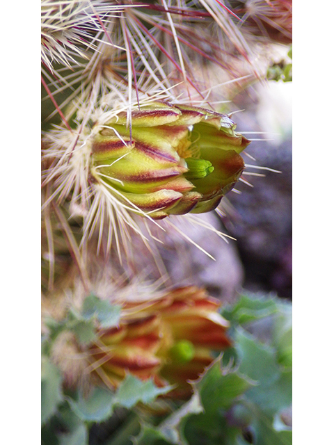 Echinocereus viridiflorus (Nylon hedgehog cactus) #76452