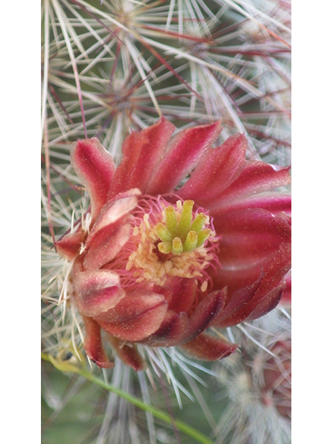 Echinocereus viridiflorus (Nylon hedgehog cactus) #76455