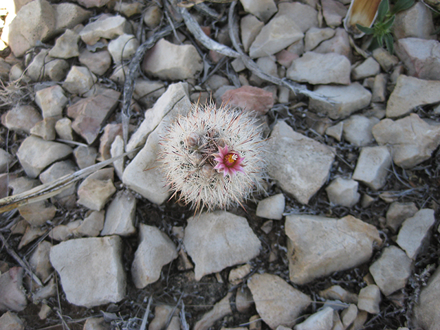 Escobaria albicolumnaria (Column foxtail cactus) #76464