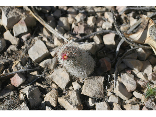 Escobaria albicolumnaria (Column foxtail cactus) #76471