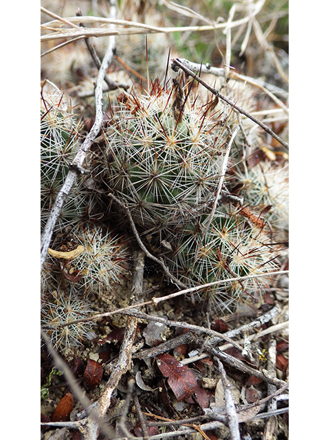 Escobaria emskoetteriana (Junior tom thumb cactus) #76477