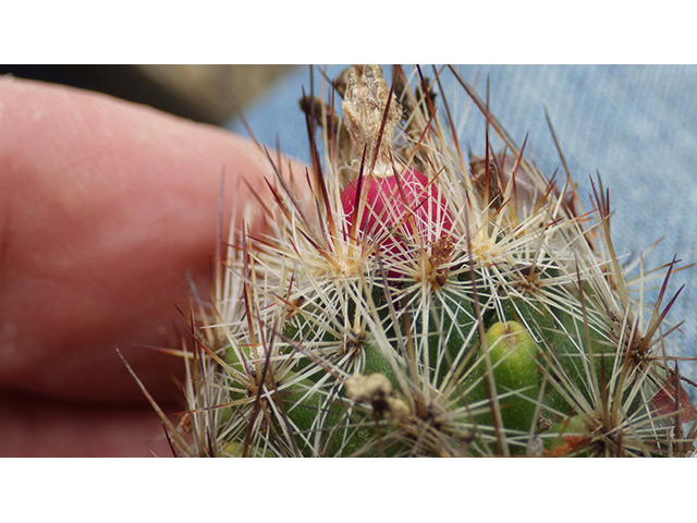Escobaria emskoetteriana (Junior tom thumb cactus) #76480