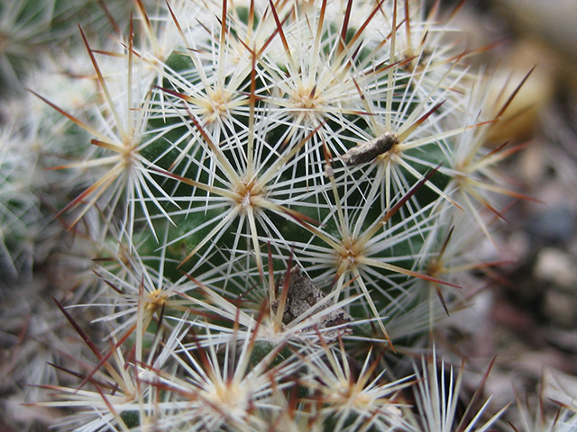 Escobaria emskoetteriana (Junior tom thumb cactus) #76486
