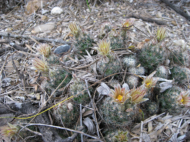 Escobaria emskoetteriana (Junior tom thumb cactus) #76490