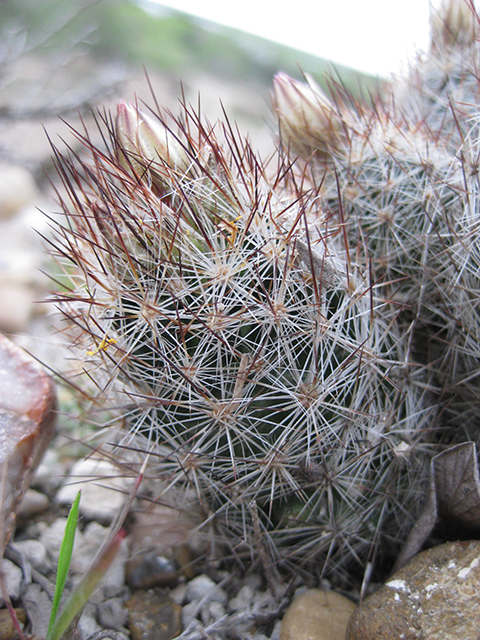 Escobaria emskoetteriana (Junior tom thumb cactus) #76494