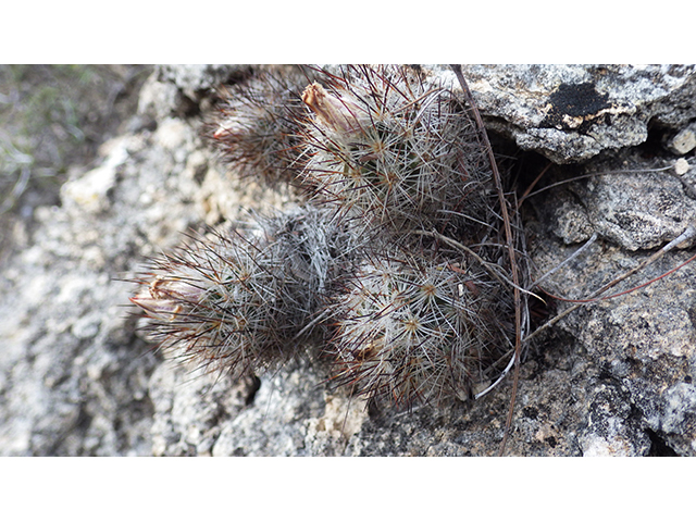 Escobaria emskoetteriana (Junior tom thumb cactus) #76496