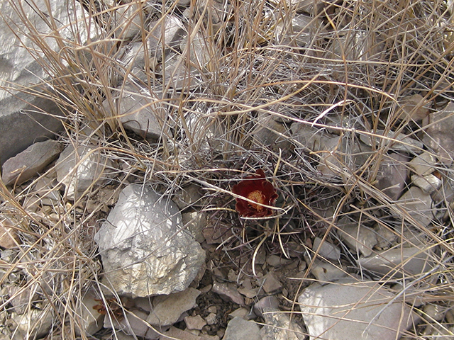 Glandulicactus uncinatus var. wrightii (Chihuahuan fishhook cactus) #76521