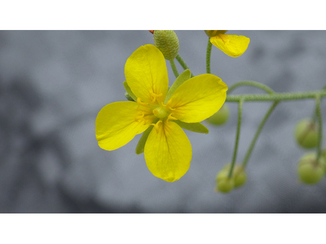 Lesquerella thamnophila (Zapata bladderpod) #76574