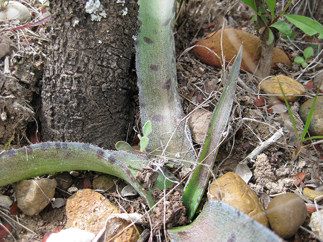 Manfreda sileri (Siler's tuberose) #76729