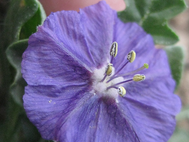 Quincula lobata (Purple groundcherry) #76791