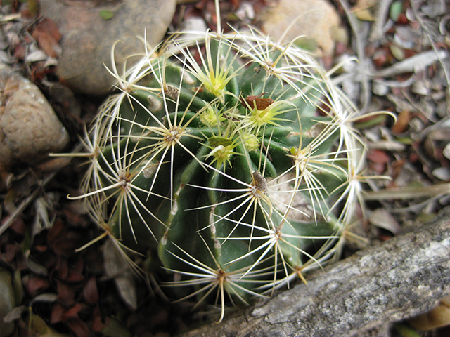 Thelocactus setispinus (Miniature barrel cactus) #76871