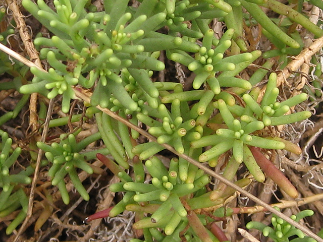 Valeriana texana (Guadalupe valerian) #76892