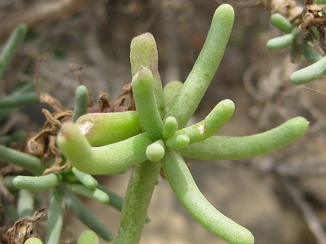 Valeriana texana (Guadalupe valerian) #76916