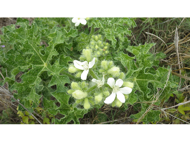 Cnidoscolus texanus (Texas bullnettle) #76960