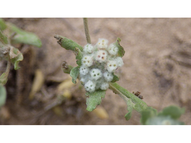 Evax verna (Spring pygmycudweed) #76972