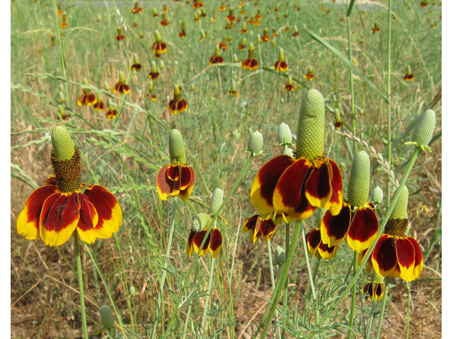 Ratibida columnifera (Mexican hat) #31158