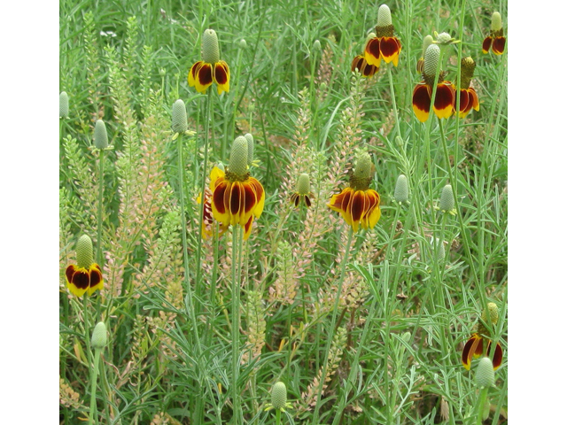 Ratibida columnifera (Mexican hat) #31164