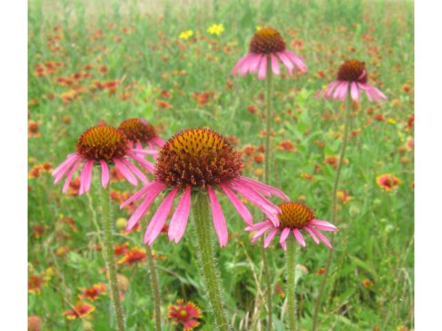 Echinacea purpurea (Eastern purple coneflower) #31181